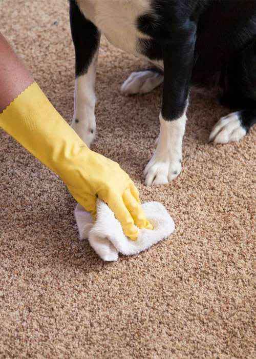 carpet cleaning